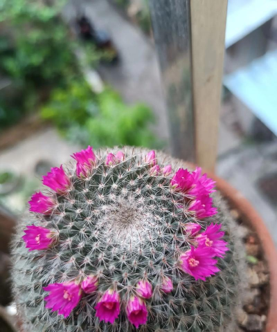 家里阳光不足怎么养花，选对植物种类，掌握养护技巧