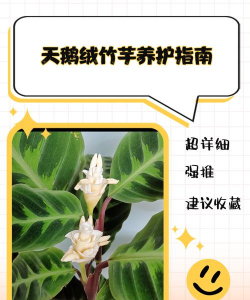 家里阳光不足怎么养花，选对植物种类，掌握养护技巧