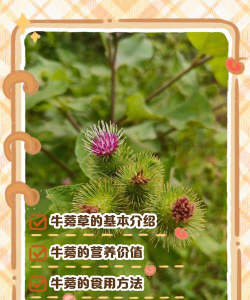 家里阳光不足怎么养花，选对植物种类，掌握养护技巧