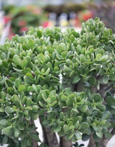 家里阳光不足怎么养花，选对植物种类，掌握养护技巧