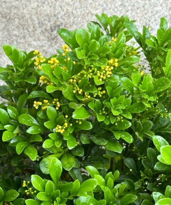 家里阳光不足怎么养花，选对植物种类，掌握养护技巧