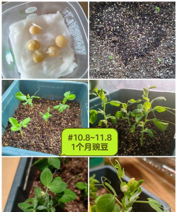 家里阳光不足怎么养花，选对植物种类，掌握养护技巧