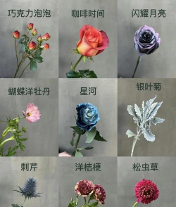 家里阳光不足怎么养花，选对植物种类，掌握养护技巧