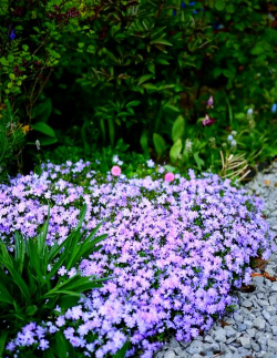 家里阳光不足怎么养花，选对植物种类，掌握养护技巧