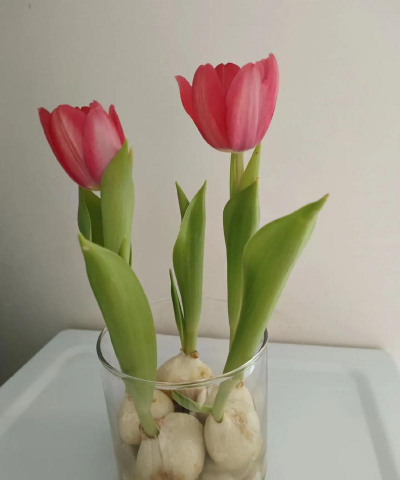 家里阳光不足怎么养花，选对植物种类，掌握养护技巧