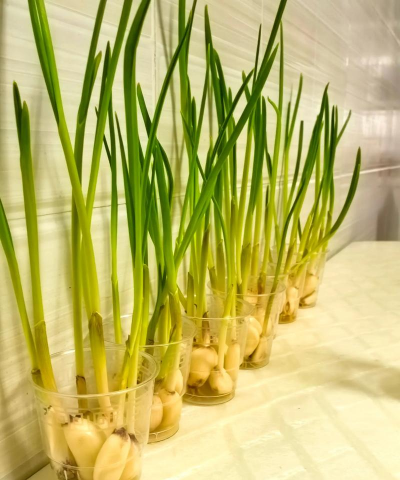 家里阳光不足怎么养花，选对植物种类，掌握养护技巧