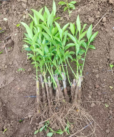 家里阳光不足怎么养花，选对植物种类，掌握养护技巧