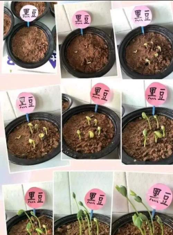 家里阳光不足怎么养花，选对植物种类，掌握养护技巧