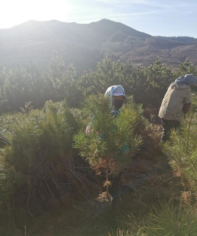 家里阳光不足怎么养花，选对植物种类，掌握养护技巧
