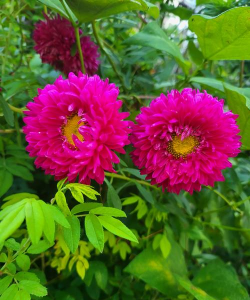 家里阳光不足怎么养花，选对植物种类，掌握养护技巧