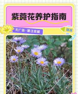 家里阳光不足怎么养花，选对植物种类，掌握养护技巧