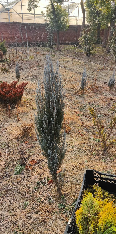 家里阳光不足怎么养花，选对植物种类，掌握养护技巧