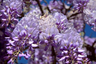 家里阳光不足怎么养花，选对植物种类，掌握养护技巧