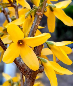 家里阳光不足怎么养花，选对植物种类，掌握养护技巧