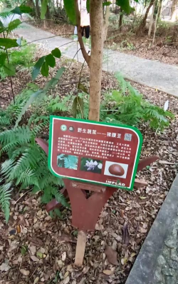家里阳光不足怎么养花，选对植物种类，掌握养护技巧
