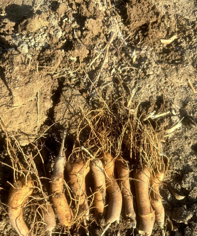 家里阳光不足怎么养花，选对植物种类，掌握养护技巧