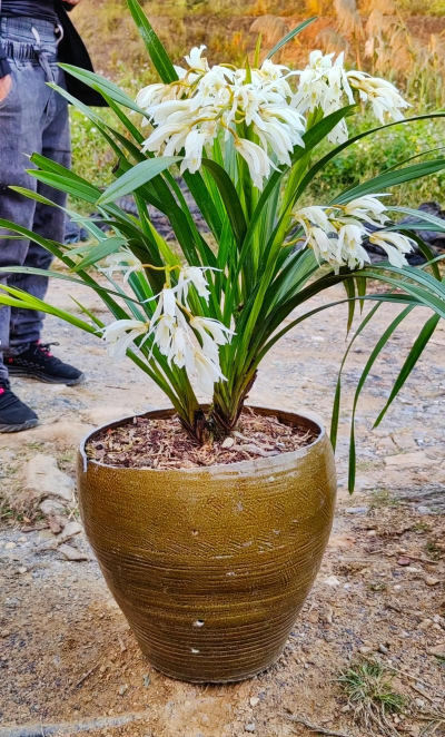 家里阳光不足怎么养花，选对植物种类，掌握养护技巧