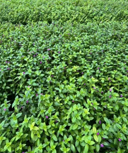 家里阳光不足怎么养花，选对植物种类，掌握养护技巧