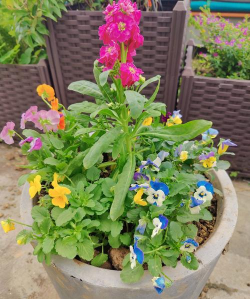 家里阳光不足怎么养花，选对植物种类，掌握养护技巧