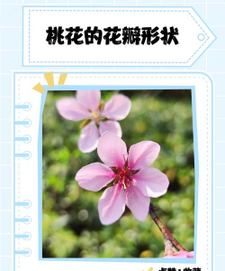 家里阳光不足怎么养花，选对植物种类，掌握养护技巧