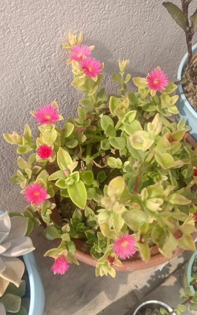 家里阳光不足怎么养花，选对植物种类，掌握养护技巧