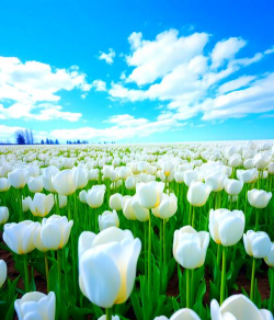 家里阳光不足怎么养花，选对植物种类，掌握养护技巧