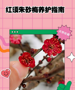 朱砂梅养殖方法和注意事项