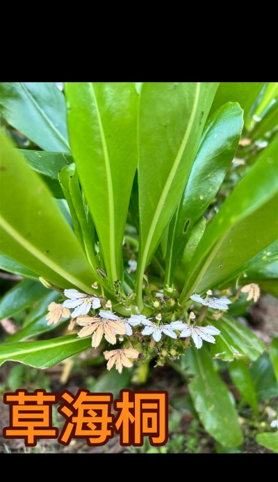 家里阳光不足怎么养花，选对植物种类，掌握养护技巧