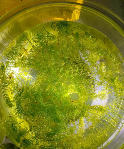 家里阳光不足怎么养花，选对植物种类，掌握养护技巧