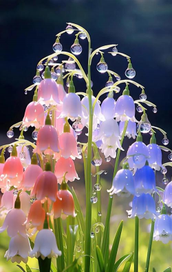 家里阳光不足怎么养花，选对植物种类，掌握养护技巧