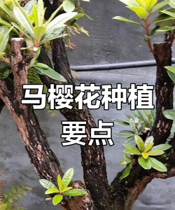 家里阳光不足怎么养花，选对植物种类，掌握养护技巧
