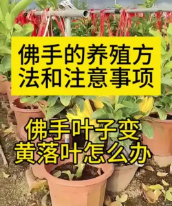 家里阳光不足怎么养花，选对植物种类，掌握养护技巧