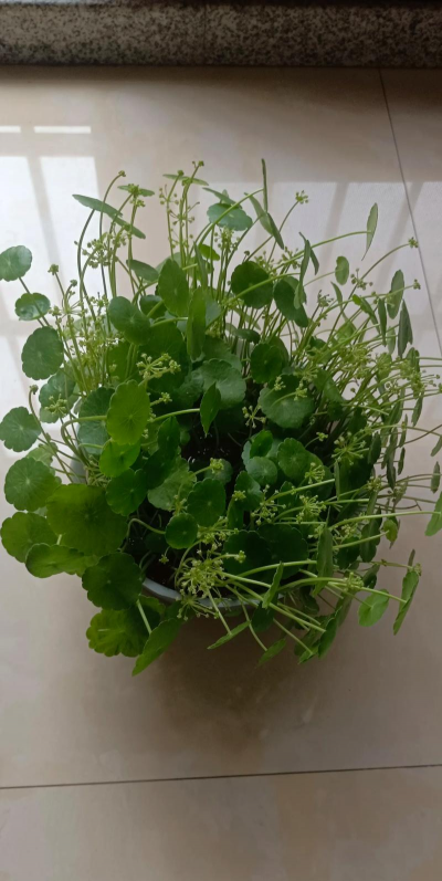 家里阳光不足怎么养花，选对植物种类，掌握养护技巧