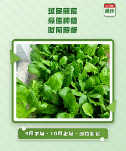 家里阳光不足怎么养花，选对植物种类，掌握养护技巧