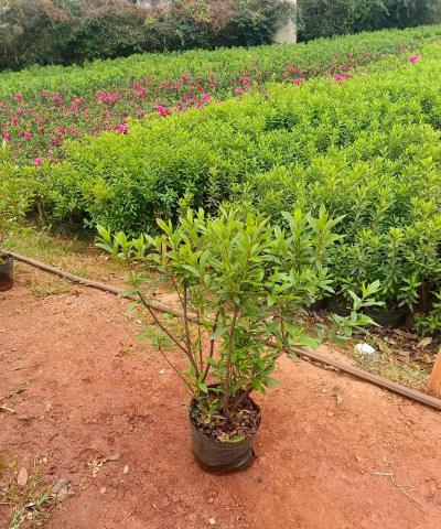 家里阳光不足怎么养花，选对植物种类，掌握养护技巧