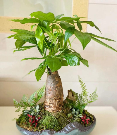 家里阳光不足怎么养花，选对植物种类，掌握养护技巧