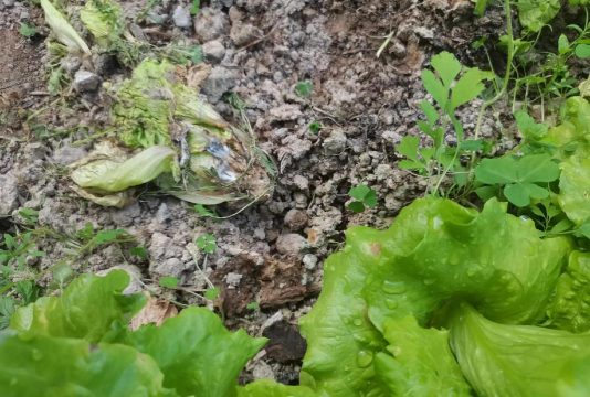 家里阳光不足怎么养花，选对植物种类，掌握养护技巧