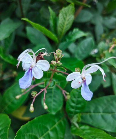 家里阳光不足怎么养花，选对植物种类，掌握养护技巧