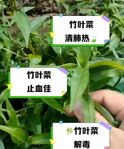 家里阳光不足怎么养花，选对植物种类，掌握养护技巧