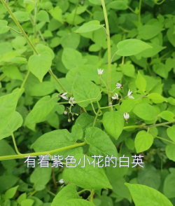 家里阳光不足怎么养花，选对植物种类，掌握养护技巧