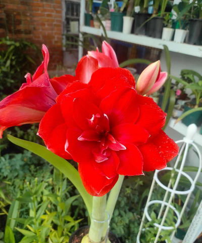 家里阳光不足怎么养花，选对植物种类，掌握养护技巧