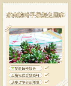 家里阳光不足怎么养花，选对植物种类，掌握养护技巧