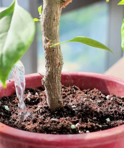 家里阳光不足怎么养花，选对植物种类，掌握养护技巧