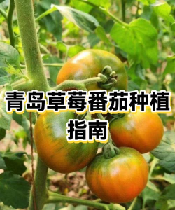 家里阳光不足怎么养花，选对植物种类，掌握养护技巧