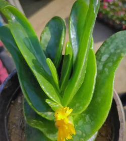 家里阳光不足怎么养花，选对植物种类，掌握养护技巧