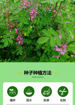 家里阳光不足怎么养花，选对植物种类，掌握养护技巧