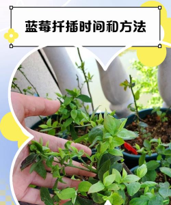 家里阳光不足怎么养花，选对植物种类，掌握养护技巧