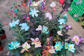 家里阳光不足怎么养花，选对植物种类，掌握养护技巧