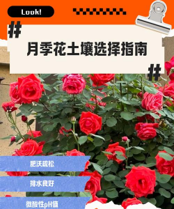 家里阳光不足怎么养花，选对植物种类，掌握养护技巧