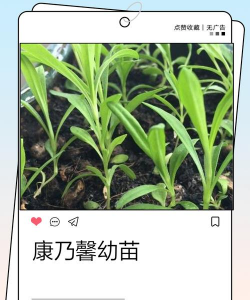 家里阳光不足怎么养花，选对植物种类，掌握养护技巧
